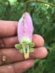 Kohleria affinis