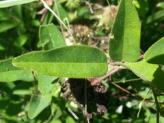 Desmodium viridiflorum