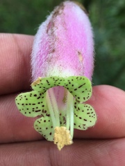 Kohleria affinis