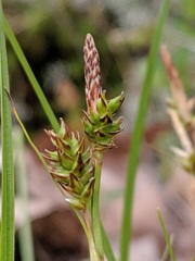 Carex tonsa
