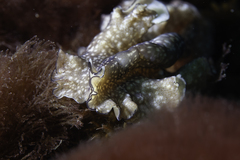 Phrikoceros mopsus