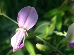 Desmodium viridiflorum