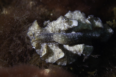 Phrikoceros mopsus