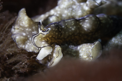 Phrikoceros mopsus