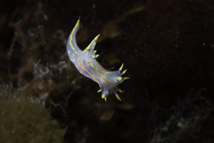 Polycera marplatensis