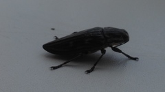 Chalcophora mariana