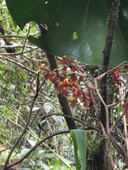 Cyrtochilum serratum