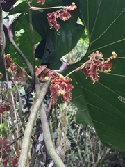 Cyrtochilum serratum