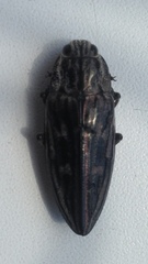 Chalcophora mariana