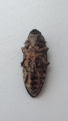 Chalcophora mariana