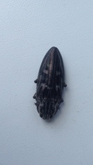 Chalcophora mariana