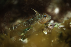 Helcogrammoides cunninghami