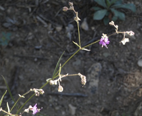 Image of Mirabilis linearis by (c) bmasinton, some rights reserved (CC BY-SA)