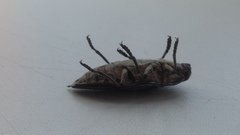 Chalcophora mariana