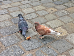 Columba livia domestica