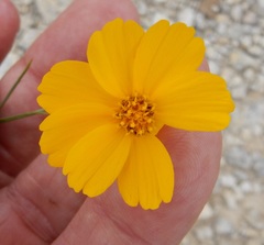 Thelesperma simplicifolium