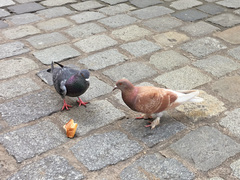 Columba livia domestica