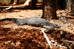 Varanus salvator salvator