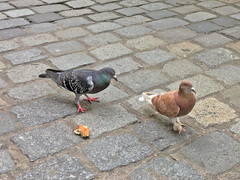 Columba livia domestica