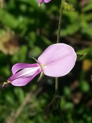 Desmodium viridiflorum