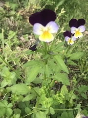 Viola tricolor tricolor
