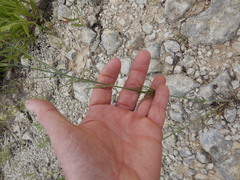 Thelesperma simplicifolium