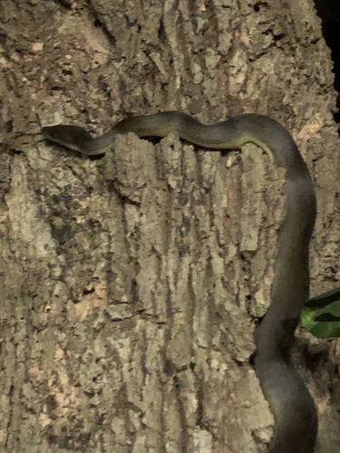 Water Python sighting