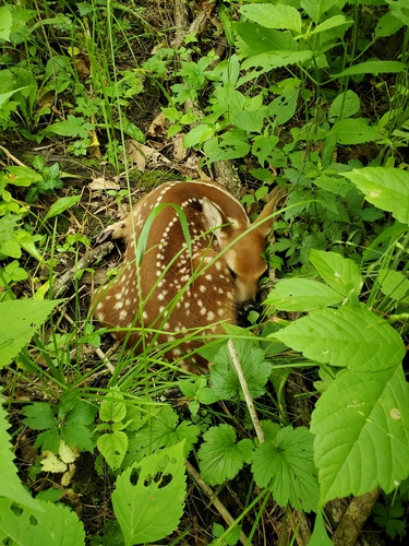 White-tailed Deer photographed in Kentucky