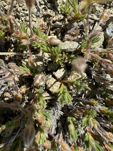Image of Sabulina nuttallii by no rights reserved