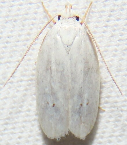 Antaeotricha albulella photo 3
