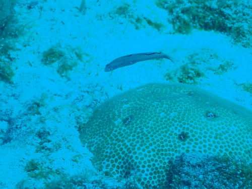 Blue dartfish (Ptereleotris calliura) — Microdesmidae