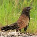 Pheasant Coucal - Photo (c) Tom Tarrant, some rights reserved (CC BY-NC-SA)