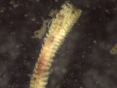 Prionospio multibranchiata