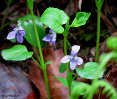 Viola rostrata