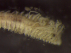 Prionospio multibranchiata