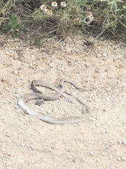Masticophis flagellum