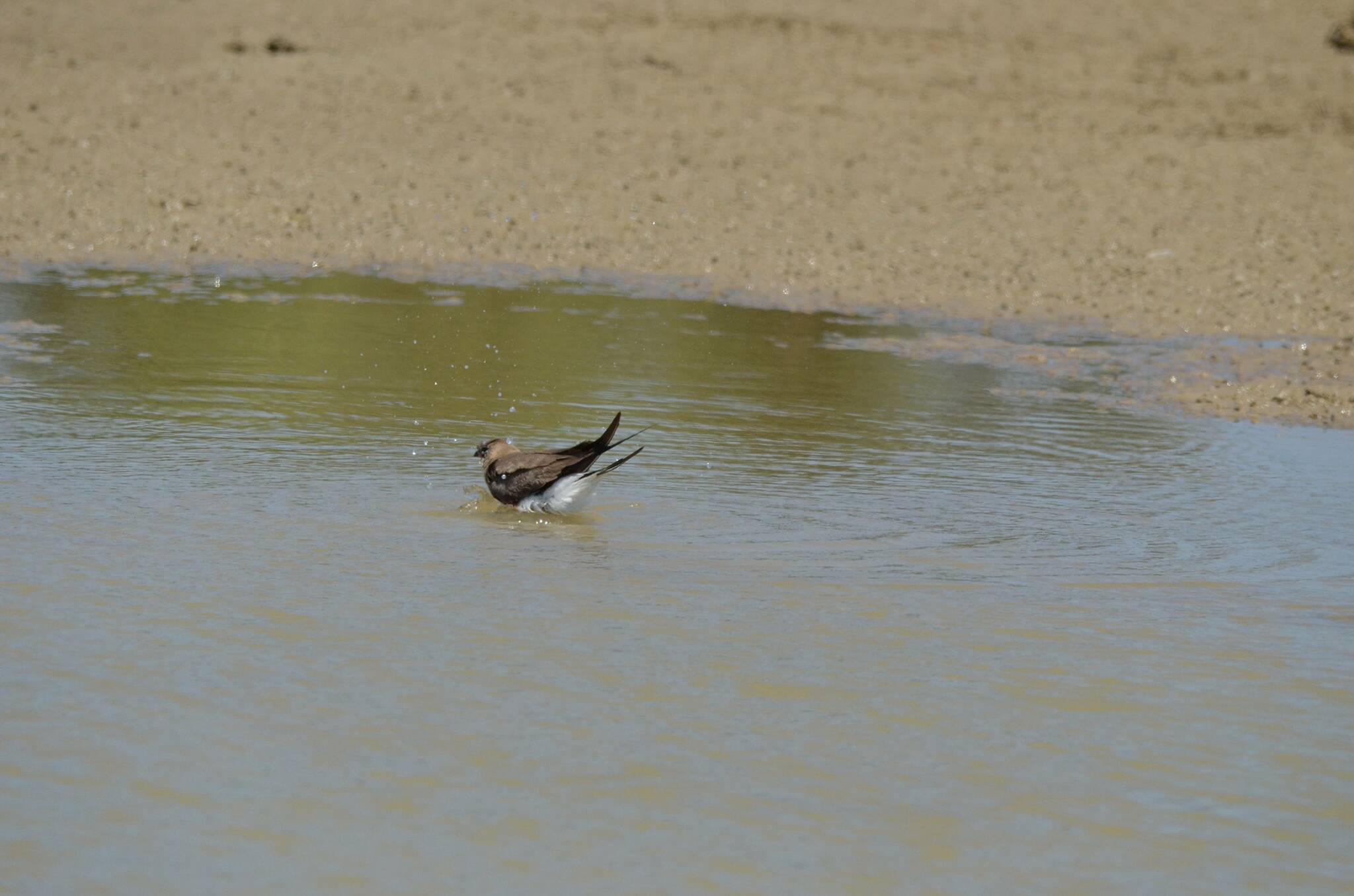 Collared Pratincole