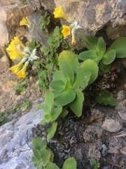 Primula palinuri