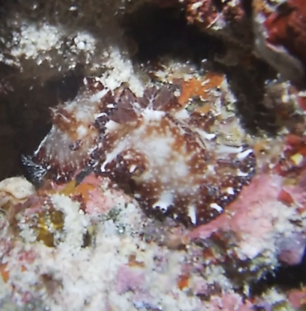 Bohol Discodoris