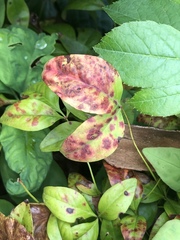 Pseudocercospora nandinae