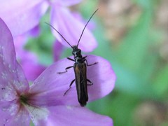 Oedemera pthysica