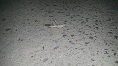 Schistocerca gregaria