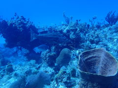 Mycteroperca interstitialis