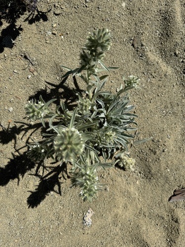 Thompson's Cryptantha (Oreocarya thompsonii)