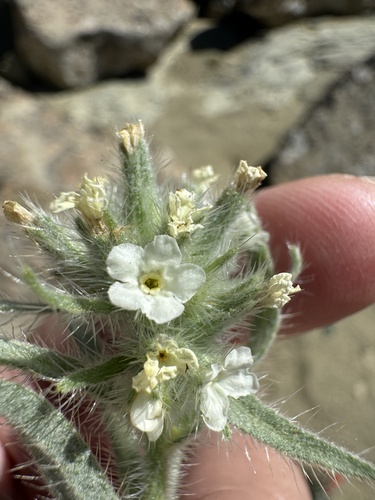 Image of Oreocarya thompsonii by no rights reserved