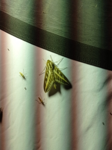 Hyles livornica