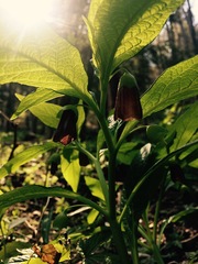 Scopolia carniolica