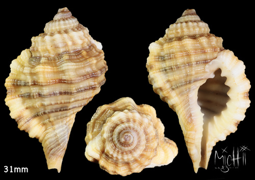 West African hairy triton