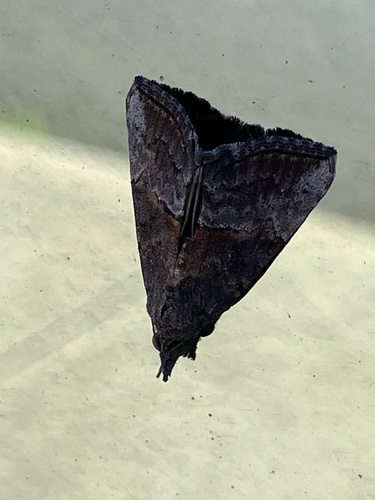Green Cloverworm Moth photo 3