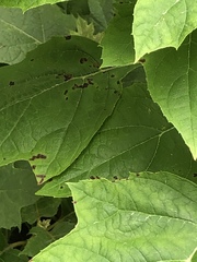 Cercospora hydrangeae